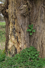 Tree trunk with nettles