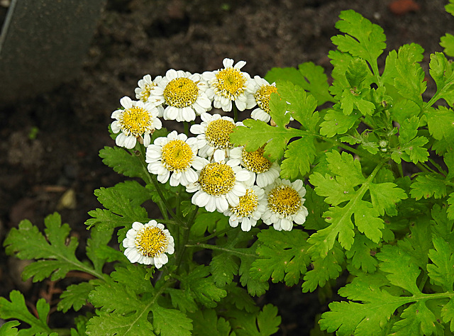 20220923 1799CPw [D~LIP] Mutterkraut (Tanacetum parthenium), UWZ, Bad Salzuflen