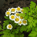 20220923 1799CPw [D~LIP] Mutterkraut (Tanacetum parthenium), UWZ, Bad Salzuflen