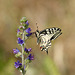 Machaon du terril