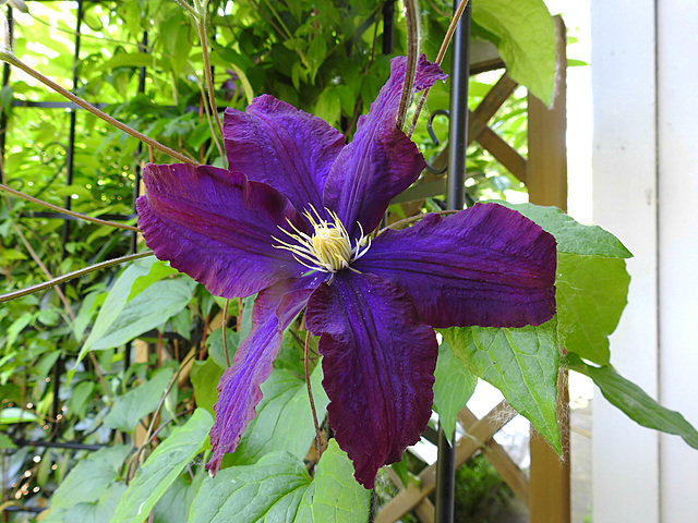 20230608 0814CPw [D~LIP] Waldrebe (Clematis), Bad Salzuflen