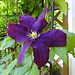 20230608 0814CPw [D~LIP] Waldrebe (Clematis), Bad Salzuflen