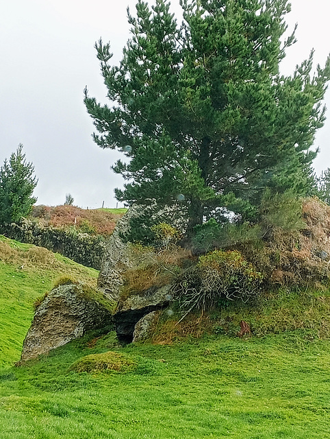 Tree By Rocks.