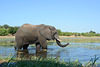 Botswana, Chobe National Park, Large Elephant in Profile