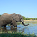 Botswana, Chobe National Park, Large Elephant in Profile