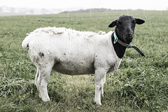 Neue Nachbarin Neue Nachbarin