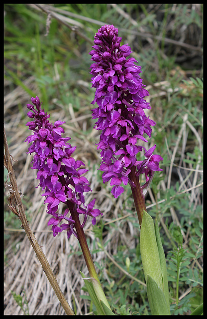 Orchis mascula (3)