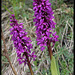Orchis mascula (3)