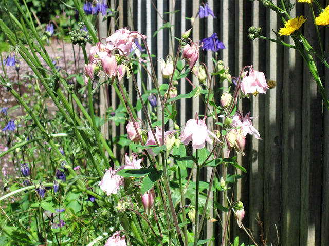 The flowers against the fence look so pretty