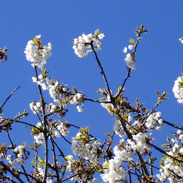 The cherry tree is in full bloom