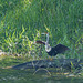 Anhinga drying its wings on pond on way to airport