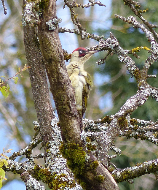 Pic vert (Picus viridis)  (European Green Woodpecker)