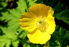 Papaver Nudicaule...