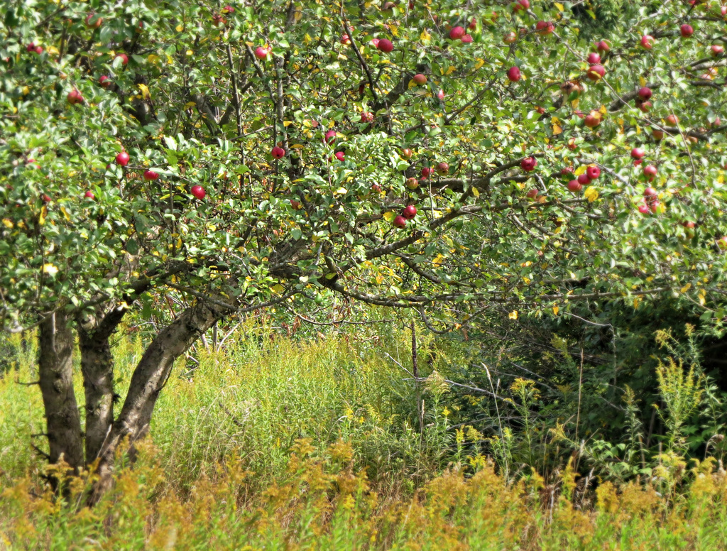 Wild growing apple tree