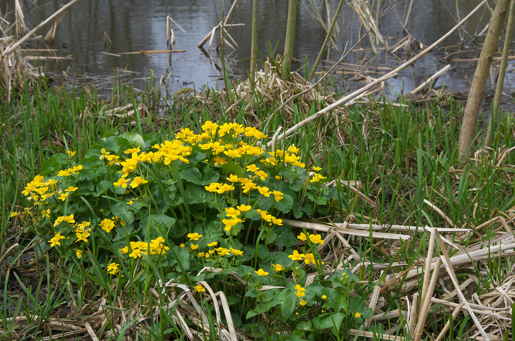 Marsh Marigold in the rushes