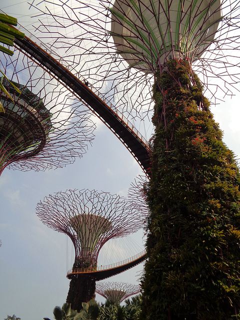 Vietnam 2016 Singapur / Super Trees