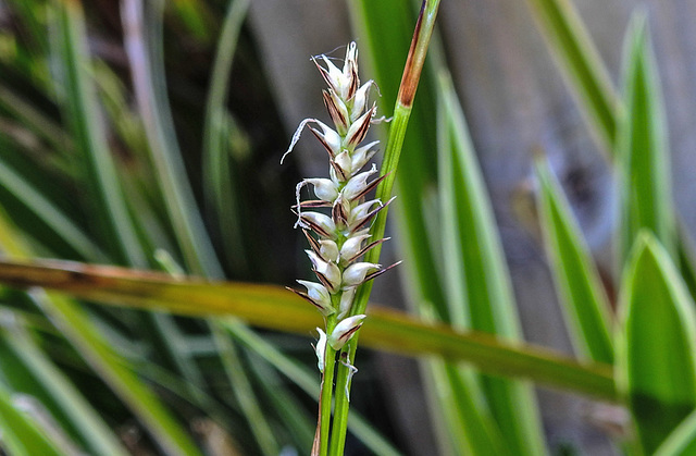 20230608 0816CPw [D~LIP] Bunte Japan-Segge (Carex morrowii 'Variegata), Bad Salzuflen