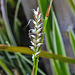 20230608 0816CPw [D~LIP] Bunte Japan-Segge (Carex morrowii 'Variegata), Bad Salzuflen