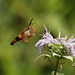 sphinx colibri / hummingbird clearwing