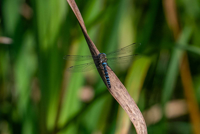 Migrant hawker