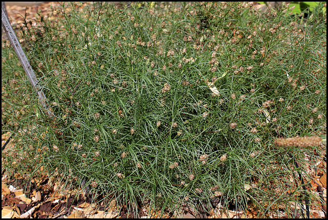 Plantago cynops (4)
