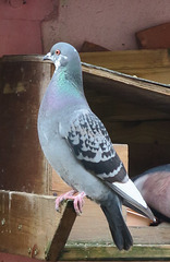 pigeon sauvage