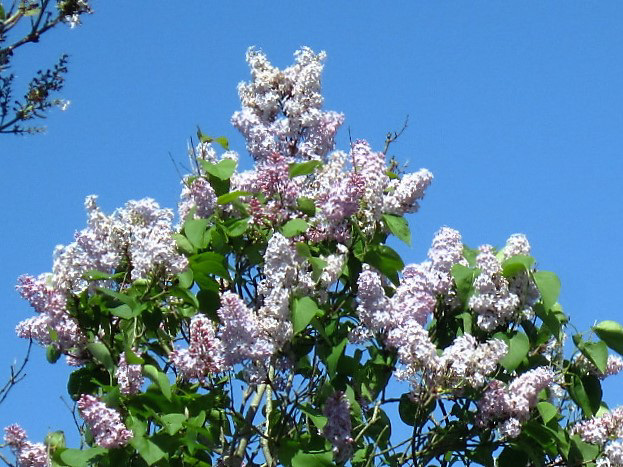 The pale lilac is striking against the blue sky