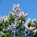 The pale lilac is striking against the blue sky