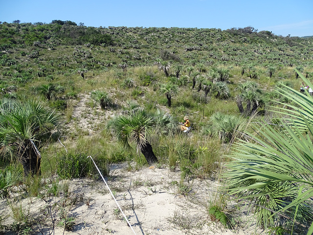 DSC04931 - p.2 de butiá Butia catarinensis, Arecaceae