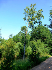 DE - Schleiden - Hiking on the Kermeter ridge