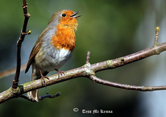 Eurasian Robin copy