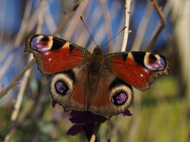 Peacock