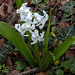20200327 7011CPw [D~LIP] Hyazinthe (Hyacintus orientalis), Landschaftsgarten, Bad Salzuflen