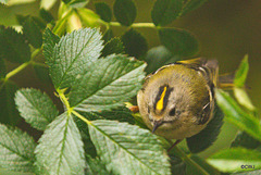 The Goldcrest family are back! about six weeks later than last year - wonder what's kept them?