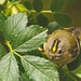 The Goldcrest family are back! about six weeks later than last year - wonder what's kept them?