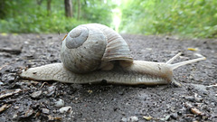 Weinbergschnecke auf Tour