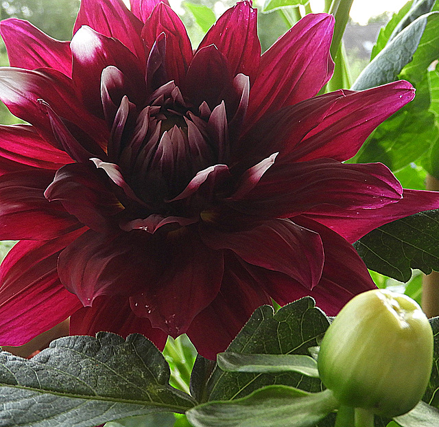 Dahlia Twillight