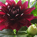 Dahlia Twillight