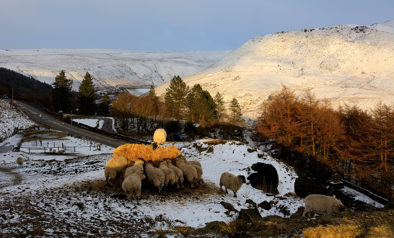 Winter feeding time