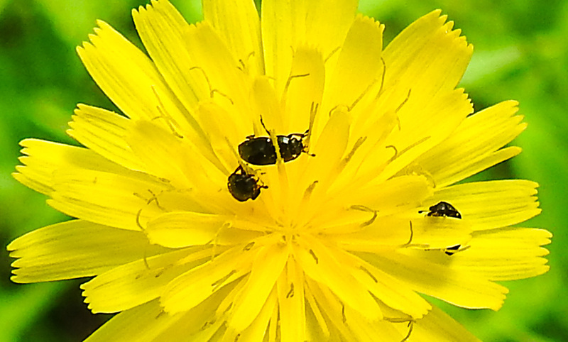 20200621 8620CPw [D~LIP] Habichtskraut (Hieracium lachenalii), Speckkäfer, Bad Salzuflen