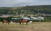 Grazing at Diggle