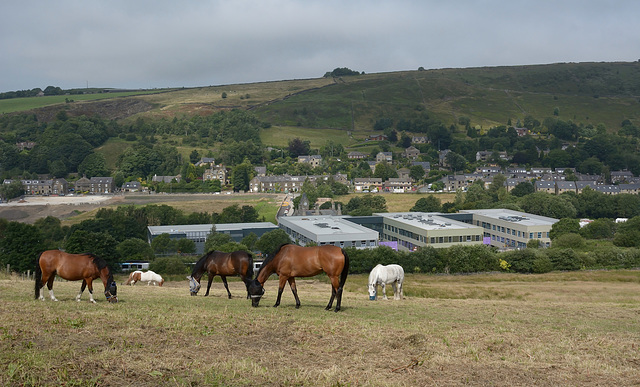 Grazing at Diggle