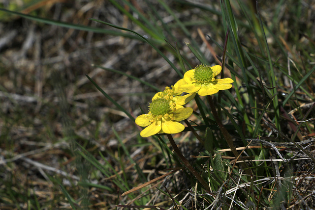 Sagebrush Buttercup