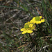 Sagebrush Buttercup