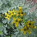 20220923 1802CPw [D~LIP] Wein-Raute (Ruta graveolens), UWZ, Bad Salzuflen
