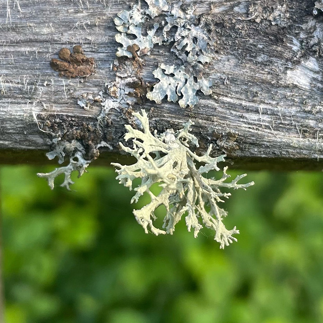 Lichens Lichens