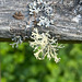 Lichens
