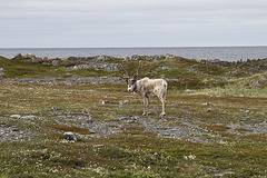 Auf Varanger: zwischen Syltefjord und Berlevåg