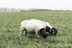 Meisterschaft im Synchron Grasmähen Meisterschaft im Synchron Grasmähen