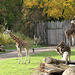 Herbstbild mit Giraffen